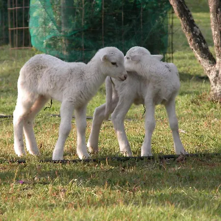 Casas Do Toural 팜스테이 고베이아